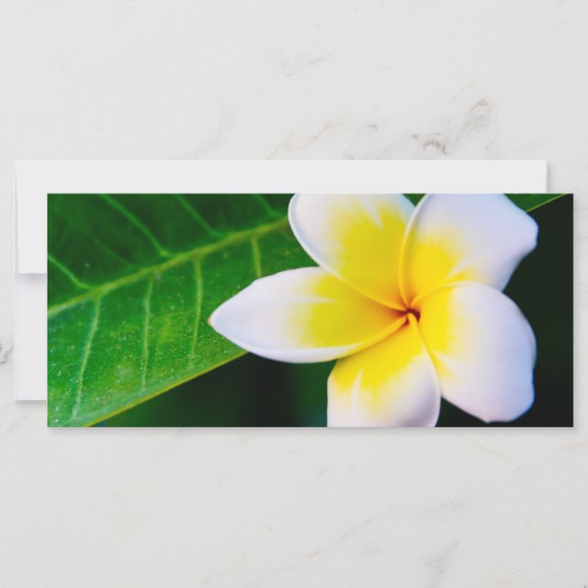 Plumeria (Vorderseite)