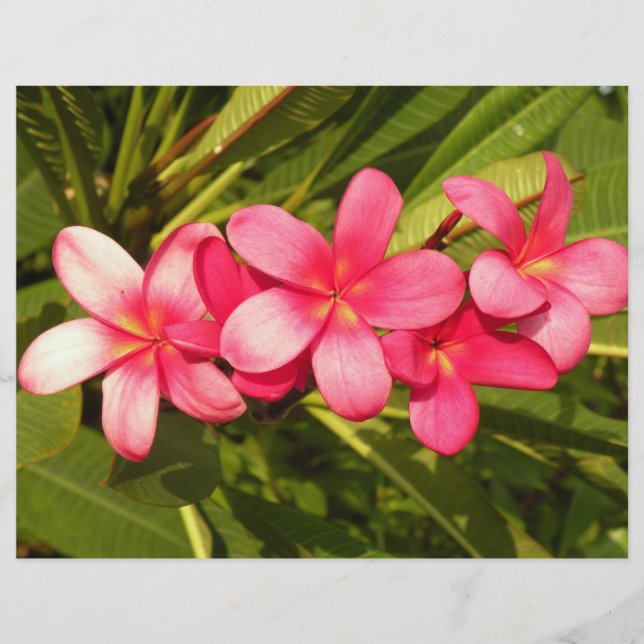 Plumeria (Vorderseite)