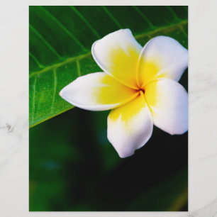 Plumeria