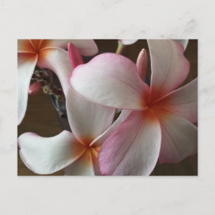 Plumeria 3 - Erziehungsbrainfart Postkarte