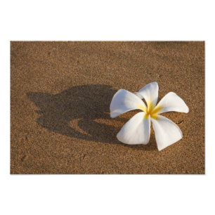Plumeria am Sandstrand, Maui, Hawaii, USA Fotodruck
