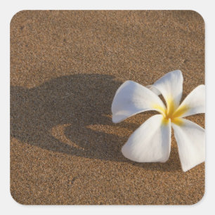 Plumeria am Sandstrand, Maui, Hawaii, USA Quadratischer Aufkleber