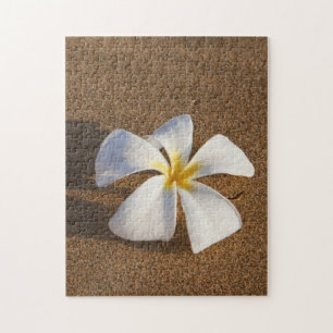 Plumeria an einem Sandstrand, Maui, Hawaii, USA