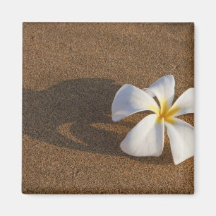 Plumeria an einem Sandstrand, Maui, Hawaii, USA Magnet