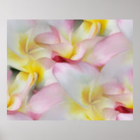 Plumeria Aquarelldruck