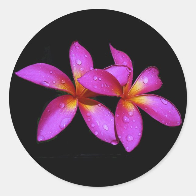 Plumeria auf schwarzem Hintergrund lila Runder Aufkleber (Vorderseite)