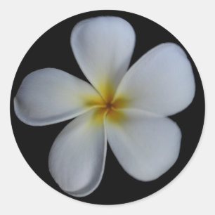 Plumeria-Aufkleber Runder Aufkleber