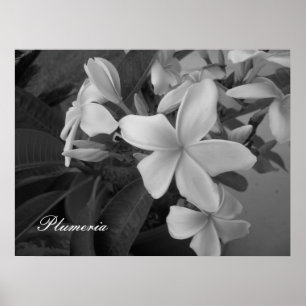 Plumeria - besonders angefertigt poster