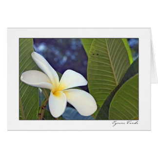 Plumeria blanc