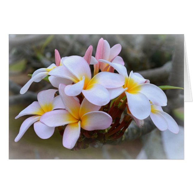 Plumeria blanche et rose, intérieur rose (Devant horizontal)
