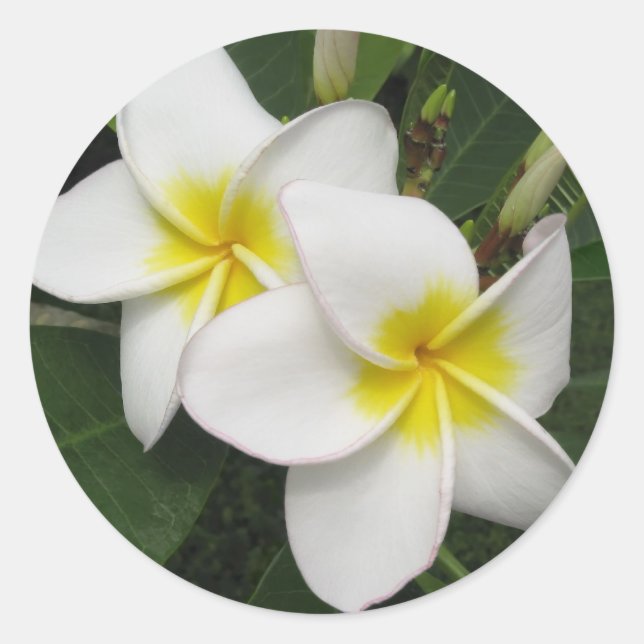 Plumeria Blossom Runder Aufkleber (Vorderseite)