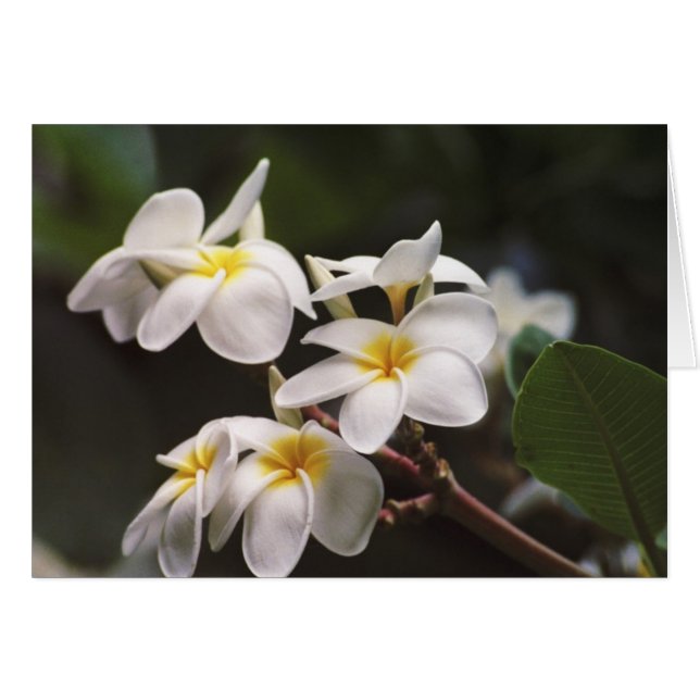 Plumeria-Blume (Vorderseite (Horizontal))