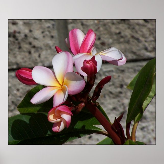 Plumeria-Blume drucken Poster (Vorne)