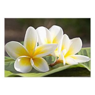 Plumeria Blume Foto Print