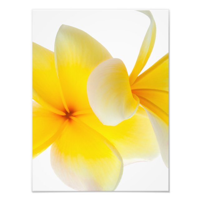 Plumeria Blume Hawaii Fotodruck (Vorne)