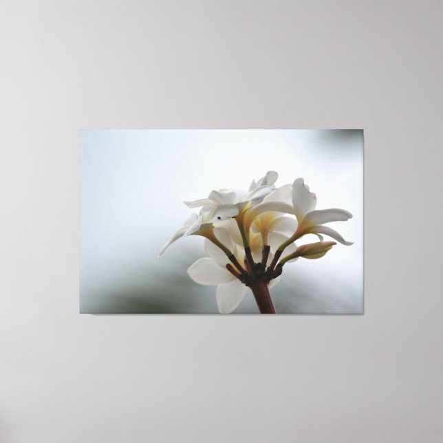 Plumeria Blume Hawaii Leinwanddruck (Vorderseite)
