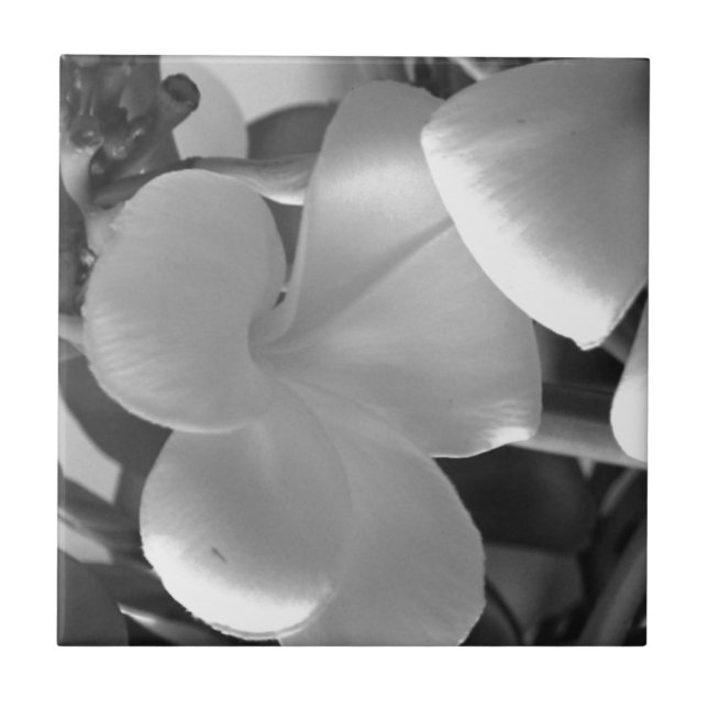 Plumeria-Blume in Schwarz und Weiß Fliese (Vorderseite)