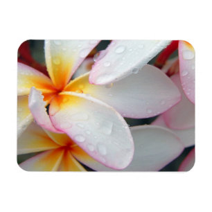 Plumeria Blume Magnet