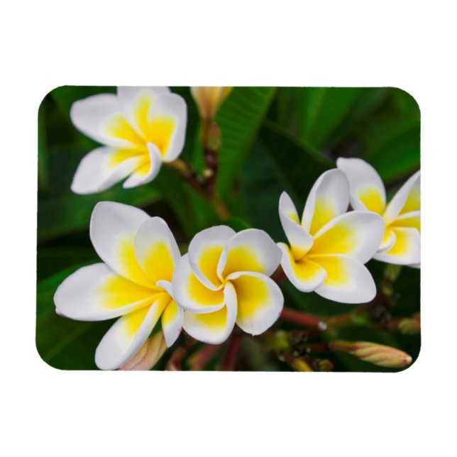 Plumeria Blume nah-up, Hawaii Magnet (Horizontal)