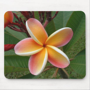 Plumeria-Blume Oahu Hawaii Mousepad