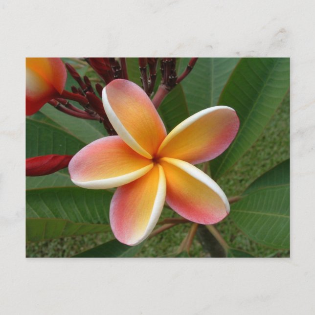 Plumeria Blume - Oahu, Hawaii Postkarte (Vorderseite)