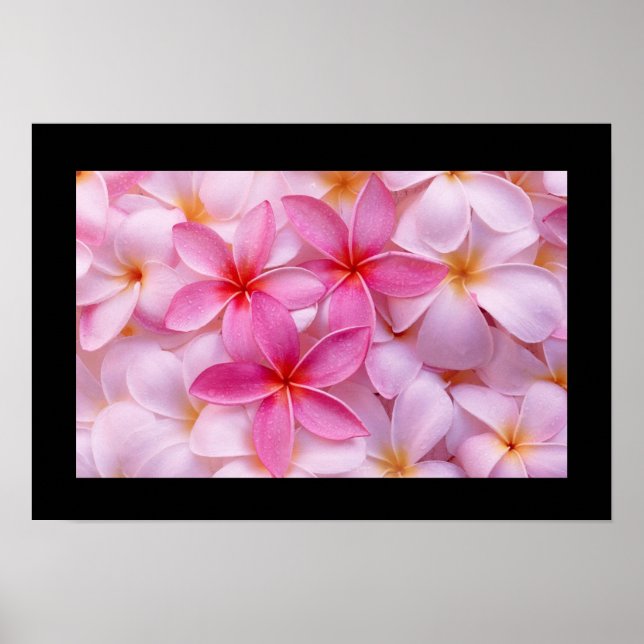 Plumeria Blume Poster (Vorne)