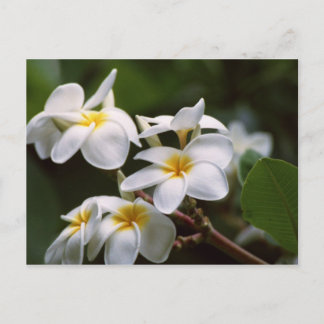 Plumeria-Blume Postkarte