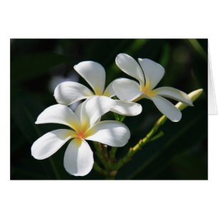 Plumeria-Blumen