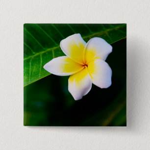 Plumeria-Blumenfotografie Button