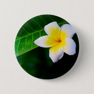 Plumeria-Blumenfotografie Button