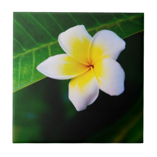 Plumeria-Blumenfotografie Fliese