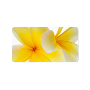 Plumeria-Blumenhawaiischer weißer gelber Adressaufkleber