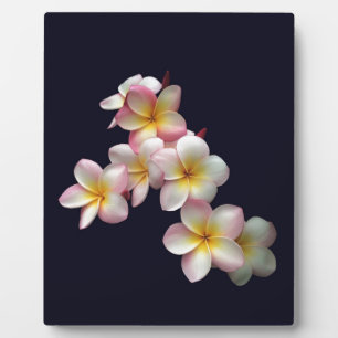 Plumeria-Blüten auf dunkelblauem Fotoplatte