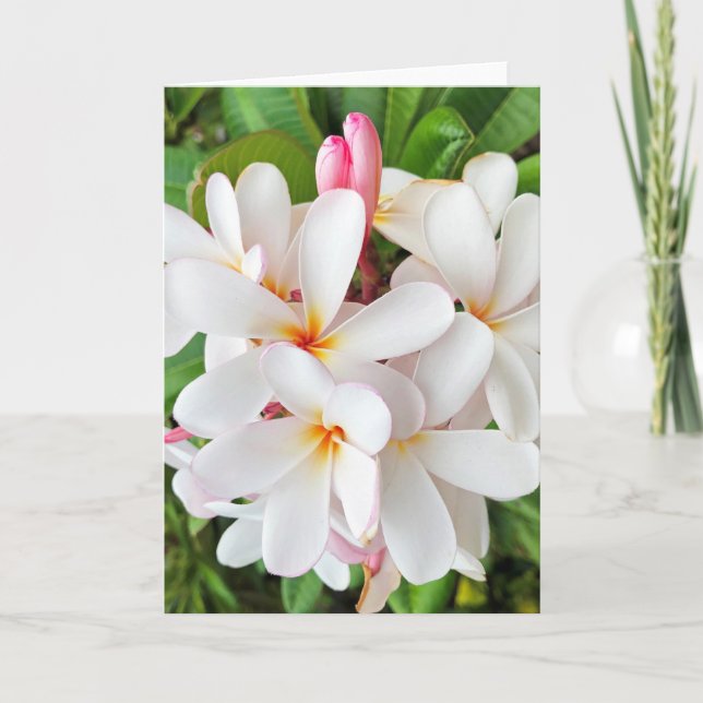 Plumeria-Blüten Karte (Vorderseite)