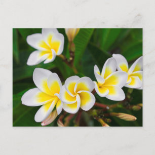 Plumeria-Blüten Nahaufnahme, Hawaii Postkarte