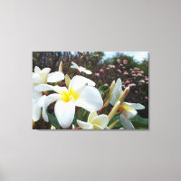 Plumeria Canvas Print 1