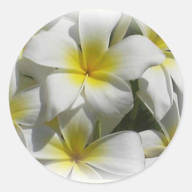 Plumeria Celedine Tropical Blume Sticker (Vorderseite)