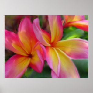 Plumeria-Druck Poster