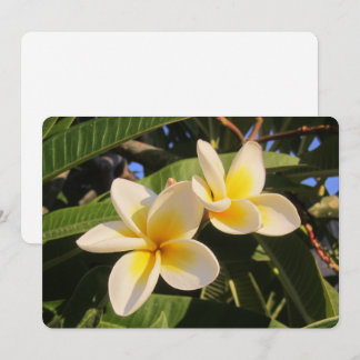 Plumeria Feiertagskarte
