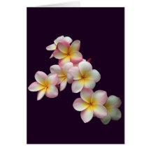 Plumeria fleurit sur violet foncé