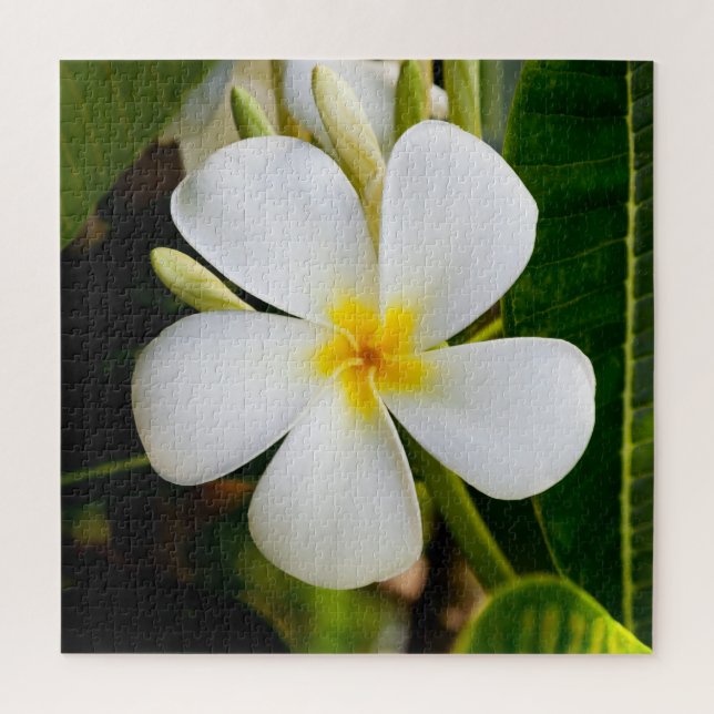 Plumeria Flower mit Blätter (Vertikal)