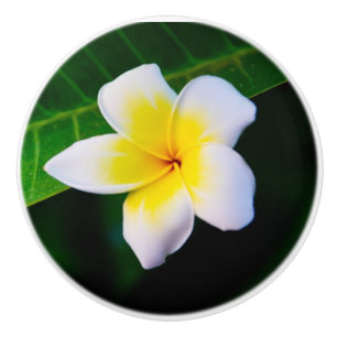 Plumeria Foto Print Keramikknauf