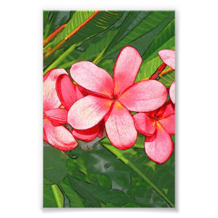 Plumeria Fotodruck