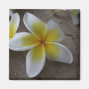 Plumeria - Frangipani Blumenfoto Magnet