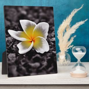 Plumeria Frangipani Hawaii Blume Fotoplatte
