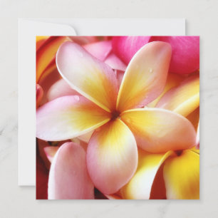 Plumeria Frangipani Hawaii Blume Maßgeschneiderte