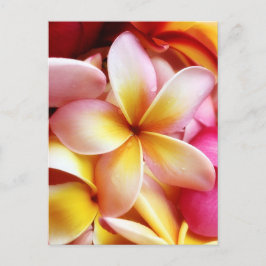 Plumeria Frangipani Hawaii Blume Maßgeschneiderte Postkarte