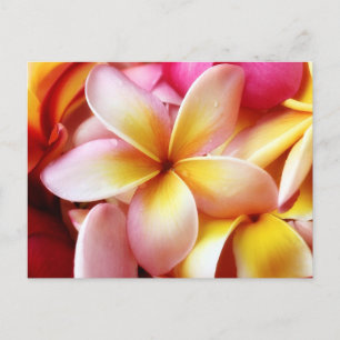 Plumeria Frangipani Hawaii Blume Maßgeschneiderte  Postkarte