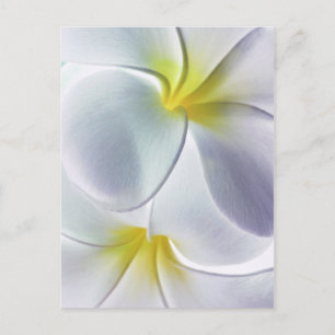 Plumeria Frangipani Hawaii Blume Maßgeschneiderte  Postkarte