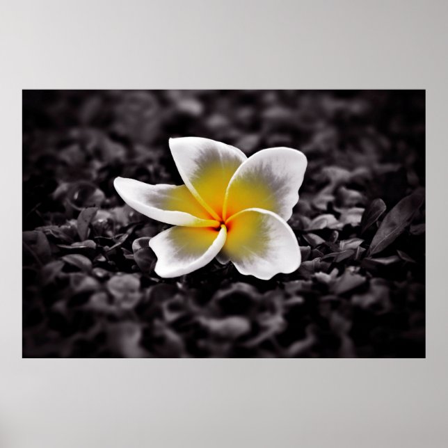 Plumeria Frangipani Hawaii Blume Poster (Vorne)
